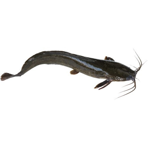 Catfish Ngolo Black Gutted